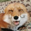 Логотип телеграм канала @ururu_fox — Лисы в доме