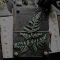 Telegram channel URweiblichkeit ~ Magie der Natur 🌿 logo