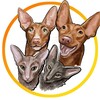 Логотип телеграм канала @ushastikizhivinsk — Ушастики.Живи.Нск