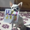 Логотип телеграм канала @usi_dog — Жизнь малышки Юси