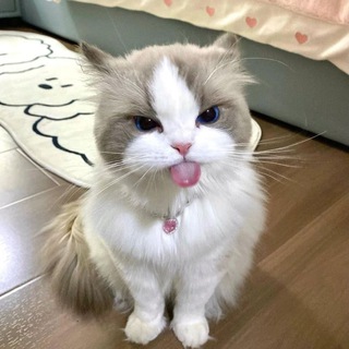 Telegram channel Усы и хвостики 🐾 logo