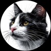 Логотип телеграм канала @usyandlapy — 🐈Кот