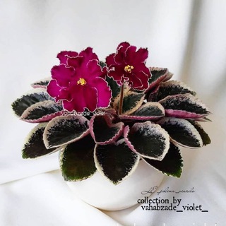 لوگوی کانال تلگرام vahabzade_violet — کانال فروش vahabzade_violet