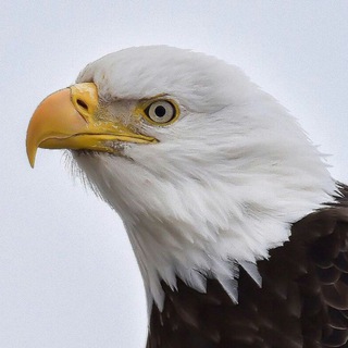 لوگوی کانال تلگرام vahsh — حیات وحش نقش جهان