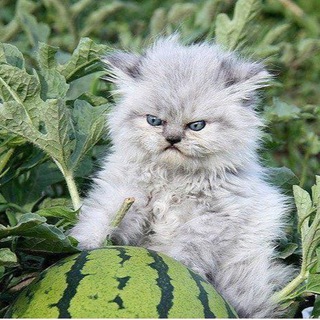 Логотип телеграм канала @valeraslife — Жизнь Ле