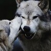 Логотип телеграм канала @valko_awoo — ʟᴏᴢʜɪꜱ ɴᴀ ʙᴏᴄʜᴏᴋ