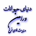 Logo des Telegrammkanals varamindaag - حیوانات ورامین