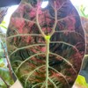 Логотип телеграм канала @variegate_plants — Вариегатные растения