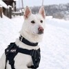 Логотип телеграм канала @varyageraggg — клыки западного побережья