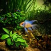 Логотип телеграм канала @vash_aquarium — ВАШ АКВАРИУМ