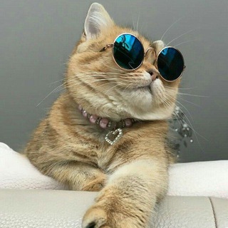 Логотип телеграм канала @vashekoteishestvo — Ваше Котейшество🐱