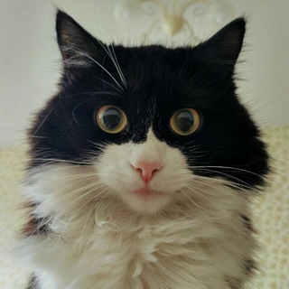 Логотип телеграм канала @vasilisathecat — Vasilisa the Cat