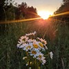 Логотип телеграм канала @vavilusha — v a v i l u s h a