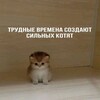 Логотип телеграм канала @vdcdcd15 — вдцдцд щитпостит