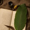Логотип телеграм канала @vechnaya_klassika — Вечная классика 🪶