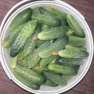 Логотип телеграм канала @vedroogur — Очень Полезный Бот