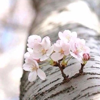 Логотип телеграм канала @veira_lina — С любовью и заботой о здоровье и красоте🌿
