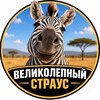 Логотип телеграм канала @velikolepnyi_straus — Великолепный страус | Страусиная ферма & Кафе