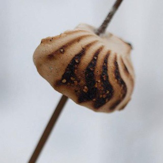 Логотип телеграм канала @velozephyr — ВелоЗефир