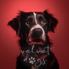 Logo of telegram channel velvet_dogs — 𝘃𝗲𝗹𝘃𝗲𝘁.𝗱𝗼𝗴𝘀ᶜʰᵃᶰᶰᵉᶫ