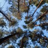 Логотип телеграм канала @verevki_tmn — Веревочный курс//Тюмень