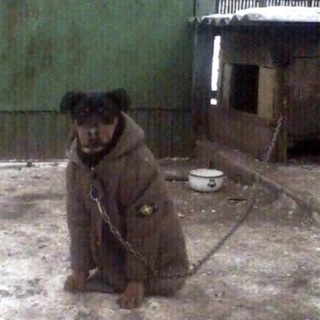 Логотип телеграм канала @verkhovniysergo — BenzoGang