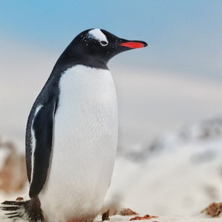 Логотип телеграм -каналу vernadsky_antarctica — Вернадський 🇺🇦 Антарктида 🇦🇶