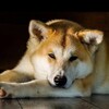 Логотип телеграм канала @vernost_vrn — Приют «Верность»