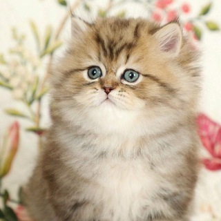 Логотип телеграм канала @verycutecats — Very Cute Cats