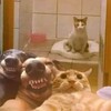 Логотип телеграм канала @veseluxa_tut — веселуха🦠