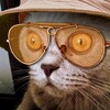 Telegram channel Весёлый кот | Мемы и приколы logo