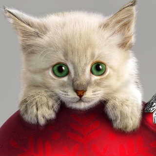 Telegram channel Весёлые Котейки logo