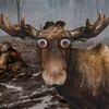 Логотип телеграм канала @veshvody — Самозащита ВВ и Лосиный Остров