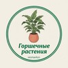 Логотип телеграм канала @vesnavkzn — Горшечные растения. Казань🌺