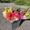 Логотип телеграм канала @vesnushka_flowers — Цветочная ферма Веснушка. Для флористов