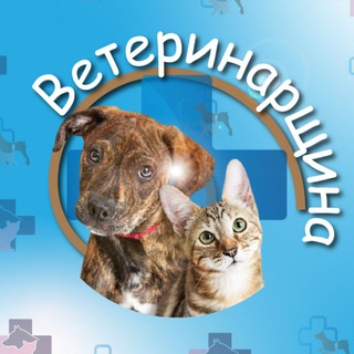 Лагатып тэлеграм-канала vet_veterinar — Ветеринарщина
