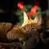 Логотип телеграм канала @veta_save — VETA_SAVE