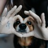 Логотип телеграм канала @vetdoctor60 — ВетДоктор