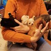 Логотип телеграм канала @veterinarka24 — Ветеринарка 24/7/365🐩🐈
