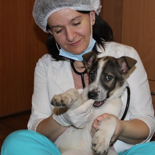 Логотип телеграм канала @veterinarnyi — Ветеринарный врач