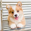 Логотип телеграм канала @veterinary_zoo — Ветеринария и зоология