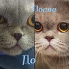 Логотип телеграм канала @vetsurgerophthalmolog — Больше, чем ветеринарный врач