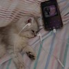 Логотип телеграм канала @vibe_music_fromtt — вайбовые треки из тт 💜 | музыка из тик тока