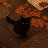 Логотип телеграм канала @vibeee_newyear — 🍂осенний вайб//осень🍪