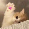 Логотип телеграм канала @vibeincats — Cat Day • Коты