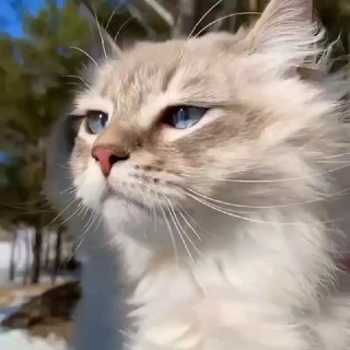 Логотип телеграм канала @vid_sto — Тут смотрят видео 🤌🏻