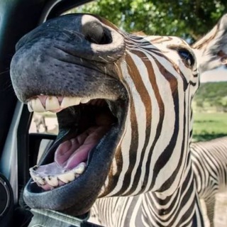 Логотип телеграм канала @video_memy_prikoly — Zebra Fun