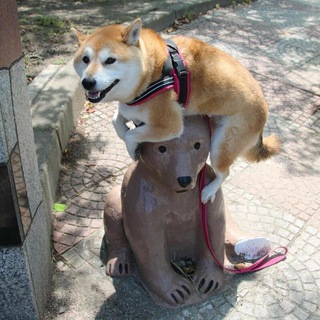 Логотип телеграм канала @video_zhopika — Приколы/гифы