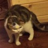 Логотип телеграм канала @videokotiki — милые видео с котиками