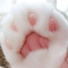 Логотип телеграм канала @videolapki — 🐾 Лапки-лапочки 🐾 - это смешные видео о кошках, видео о собаках, видео о животных.